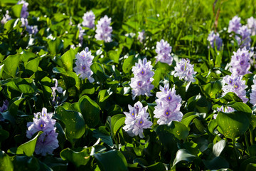 water hyacinth
