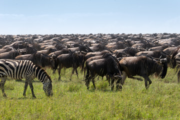 Fototapeta na wymiar Great migration in the Serengeti