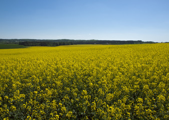 yellow rape fields