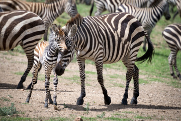 Fototapeta na wymiar zebra with young zebra, standing together