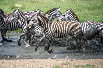 Fototapeta na wymiar Zebras running in the water