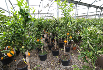 greenhouse with many pots of ripe oranges