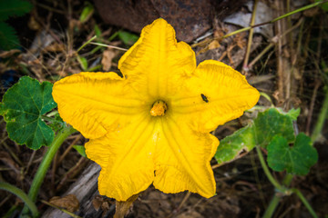 Pumpkin flower in the garden with a small insect