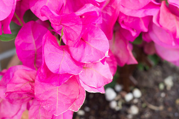 bougainvillea 