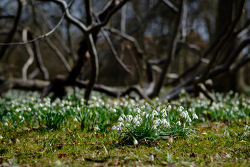 spring in the forest