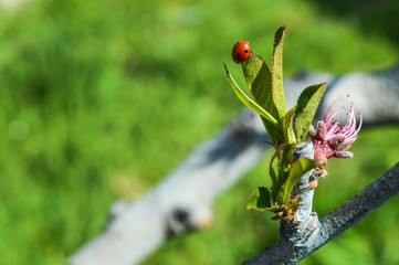 an insect of a ladybug sits on the very tip of a green leaf blossoming of a peach tree against a background of green grass