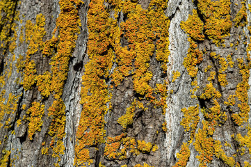 yellow and orange moss grows on the gray bark of a tree - it seems that you look at the autumn forest in the mountains