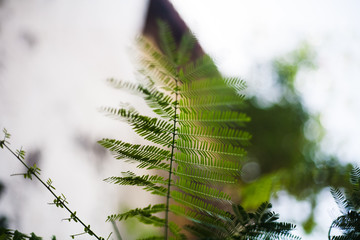 hoja del árbol acacia en áfrica