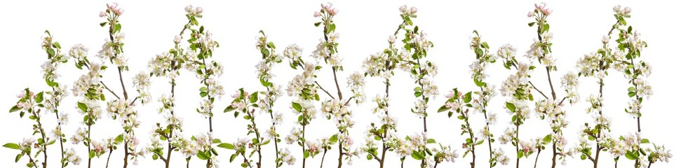 Decoration with blooming apple twigs in a row on a white background.