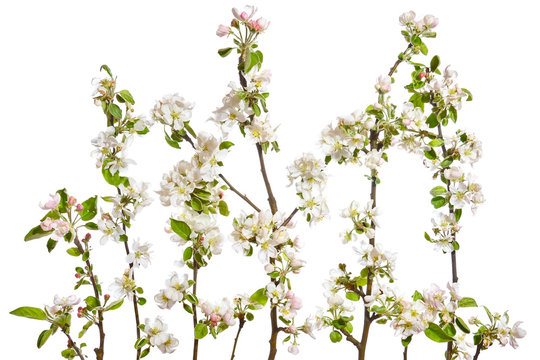Blooming apple twigs on a white background.