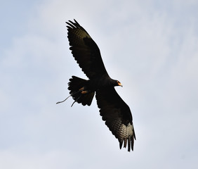 Obraz premium aguila volando