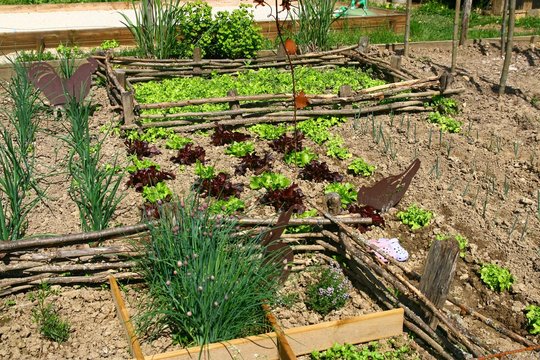 un potager bien entretenu