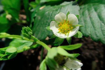 Cultivez et mangez des fraises de votre jardin ! © ursule