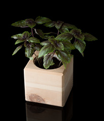 basil in a wooden pot, isolated on a black background