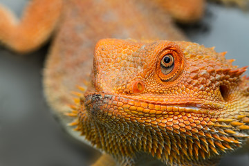 Bearded Dragon