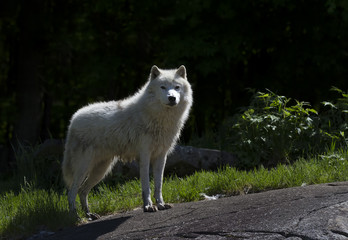 Arctic wolf (Canis lupus arctos) standing on a rock in spring in Canada