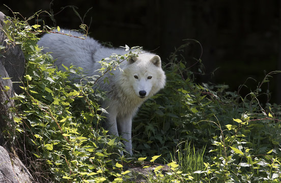 Arctic wolf (Canis lupus arctos) standing on a rock in spring in Canada