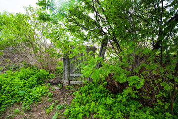 abandoned garden