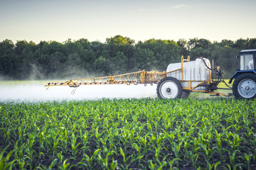 farmer on a tractor with a trailed sprayer makes fertilizer for young corn in the form of...