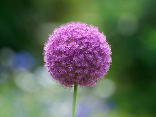 丸くて大きなアリウムの花