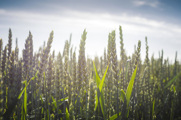 spikelet of young, green wheat clogged with grain against the blue sky