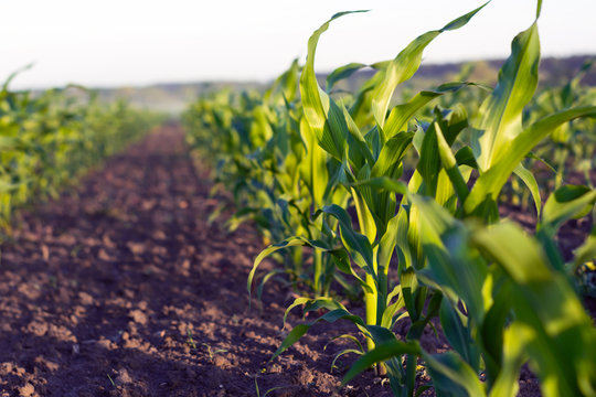 perfectly even rows of corn in the aisle against the sky