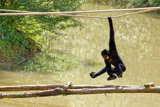 Gibbon &agrave; favoris roux