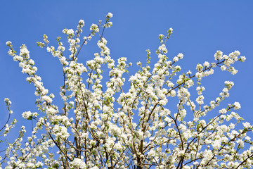 Beautifully blooming twigs of apple tree against a blue sky.
Background. Texture.