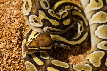 Ball Python Snake