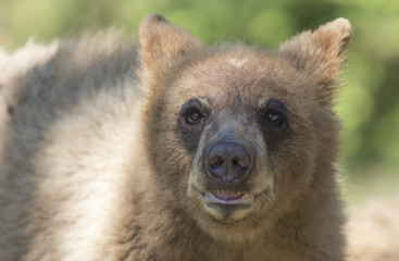 The cinnamon bear (Ursus americanus cinnamomum) is both a color phase and subspecies of the American black bear, native to central and western areas of the United States and Canada.