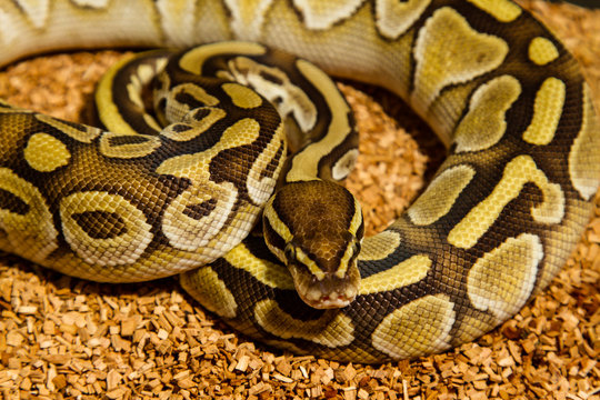 Ball Python Snake