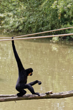 Gibbon &agrave; favoris roux
