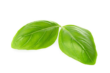 Close up of fresh green basil herb leaves isolated on white background. Sweet Genovese basil