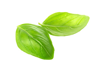 Close up of fresh green basil herb leaves isolated on white background. Sweet Genovese basil