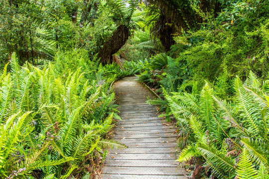 boardwalk leading through Hastings cave nature reserve temperate rainforest and river