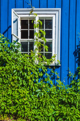 Fototapeta na wymiar Blue window covered with green plants