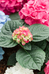 Hydrangea bloom