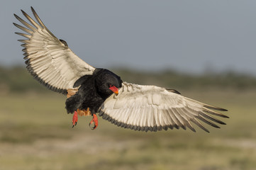 Bateleur landing
