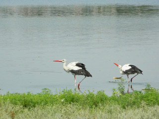 Wild white storks are wading in the river, drinking water and looking for fish