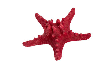 Sea star isolated on white background.