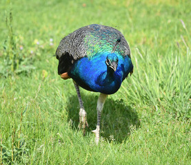 Fototapeta premium pavo real