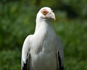 aguila