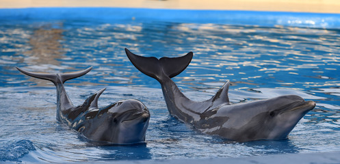 delfin © alberto