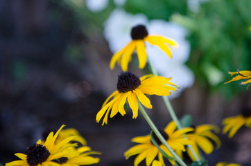 Black Eyed Susan