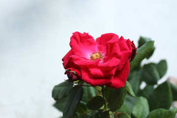 Red Rose