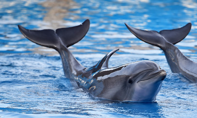 delfin © alberto