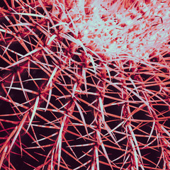 Globe cactus; artistic interpretation of a Echinocactus grusonii with fake colored pink spines.