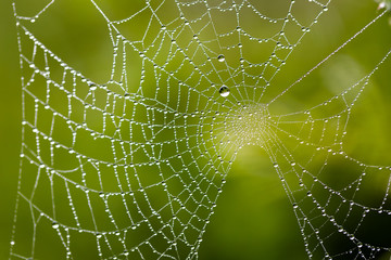 Water drops on spider web needles extreme macro crop