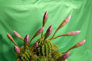 fiore di cactus - cactacee