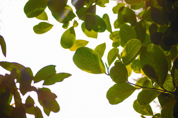 Green fresh leaves with sunlight background